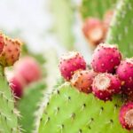 Nopal : Bienfaits, origine, utilisation en complément alimentaire