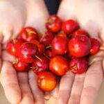 Acérola : Bienfaits, Origine et Utilisation en Complément Alimentaire