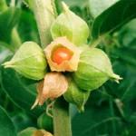 Ashwagandha : Bienfaits, Origine, Utilisation en Complément Alimentaire