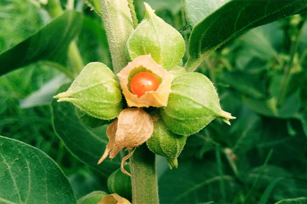 Ashwagandha : Benefits, Origin, Use in Food Supplements Ashwagandha