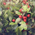 Aubépine : Bienfaits, Origine, Utilisation en Complément Alimentaire