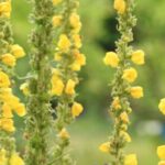 Bouillon blanc : Bienfaits, origine, utilisation en complément alimentaire