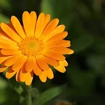 Calendula : Bienfaits, origine, utilisation en complément alimentaire