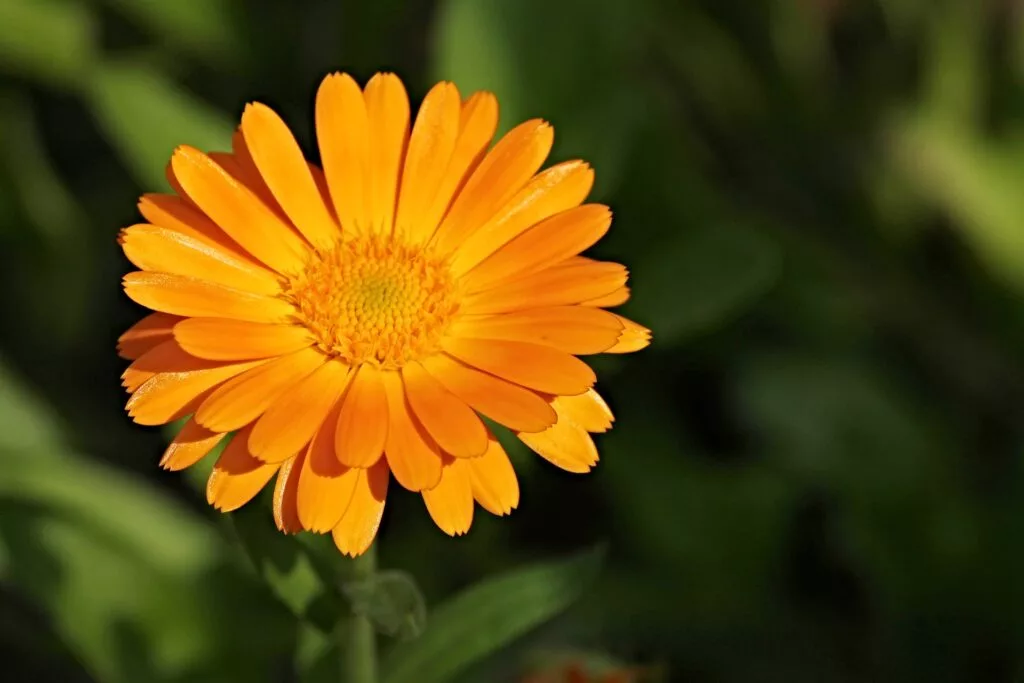 Caléndula : Beneficios, origen, uso como suplemento dietético Calendula