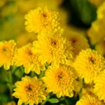 Chrysanthellum : Bienfaits, origine, utilisation en complément alimentaire