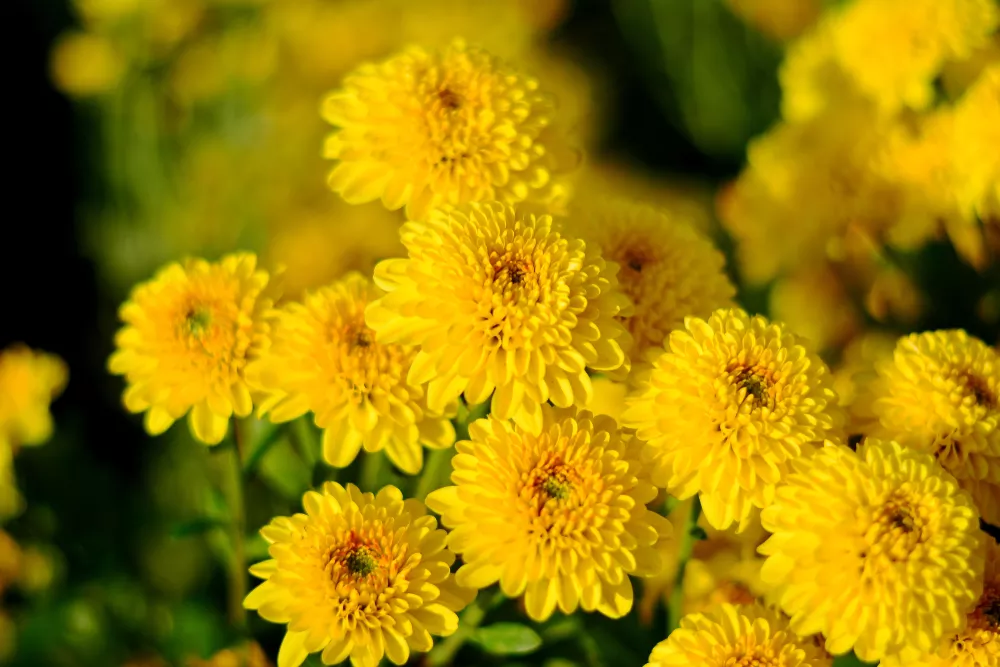 Chrysanthellum : Beneficios, origen, uso como suplemento dietético chrysanthellum