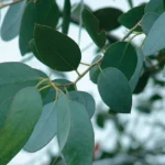 Eucalyptus globulus : Bienfaits, origine, utilisation en complément alimentaire