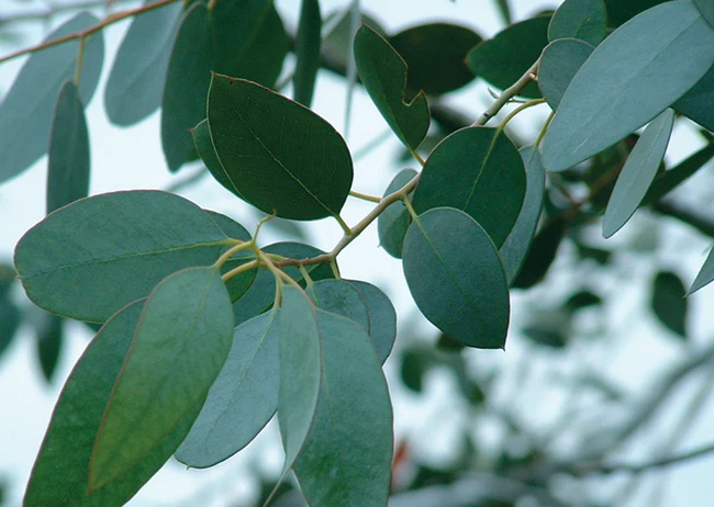 Eucalyptus globulus : Beneficios, origen, uso como suplemento dietético eucalyptus globulus