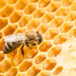 Gelée royale : Bienfaits, origine, utilisation en complément alimentaire