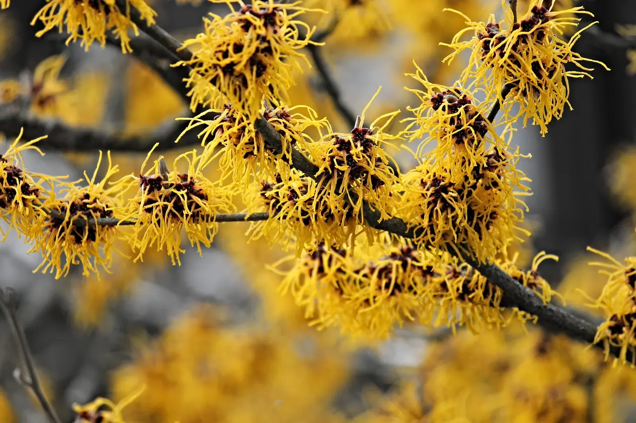 Hamamelis: beneficios, origen, uso como suplemento dietético Hamamélis : Bienfaits, origine, utilisation en complément alimentaire