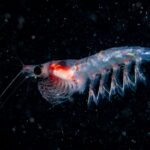 Krill : Bienfaits, origine, utilisation en complément alimentaire