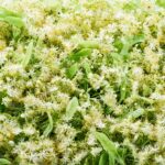 Arbre à Thé (Tea Tree) : Bienfaits, Origine, Utilisation et Complément Alimentaire