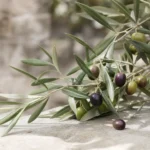 Olivier : bienfaits, origine et utilisation en complément alimentaire