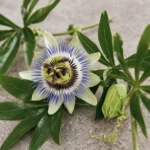 Passiflore : bienfaits, origine et utilisation en complément alimentaire