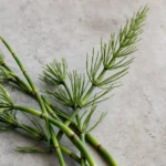 Prêle : bienfaits, origine et utilisation en complément alimentaire