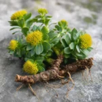 Rhodiola : bienfaits, origine et utilisation en complément alimentaire