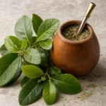 Yerba maté : bienfaits, origine et utilisation en complément alimentaire